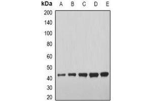 Western blot analysis of GDF8 expression in U937 (A), BT474 (B), mouse heart (C), mouse liver (D), rat skeletal muscle (E) whole cell lysates. (MSTN 抗体)