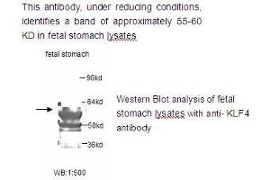 Image no. 1 for anti-Kruppel-Like Factor 4 (Gut) (KLF4) antibody (ABIN790845) (KLF4 抗体)