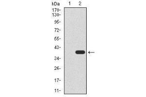 Image no. 3 for anti-HIR Histone Cell Cycle Regulation Defective Homolog A (HIRA) antibody (ABIN1490946)