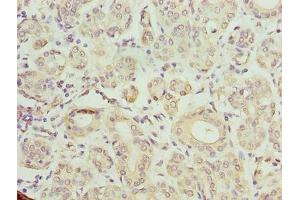Immunohistochemistry of paraffin-embedded human salivary gland tissue using ABIN7172953 at dilution of 1:100 (TMCC1 抗体  (AA 51-300))