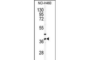 Western blot analysis of anti-NK3 Antibody (N-term) (ABIN391239 and ABIN2841307) in NCI- cell line lysates (35 μg/lane). (PANK3 抗体  (N-Term))