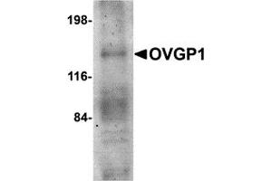 Western Blotting (WB) image for anti-Oviductal Glycoprotein 1 (OVGP1) (N-Term) antibody (ABIN1031498) (OVGP1 抗体  (N-Term))