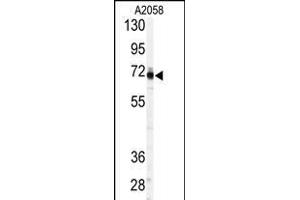 Western blot analysis of anti-PSS1 Antibody (C-term ) (ABIN389138 and ABIN2839314) in  cell line lysates (35 μg/lane). (PAPSS1 抗体  (C-Term))