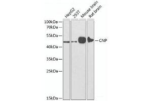Western blot analysis of extracts of various cell lines using CNP Polyclonal Antibody at dilution of 1:1000. (Cnpase 抗体)