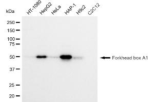 Western blotting analysis using Forkhead box A1 antibody (ABIN7798641).
