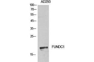 Western Blot (WB) analysis of AD293 cells using FUNDC1 Polyclonal Antibody. (FUNDC1 抗体  (Internal Region))