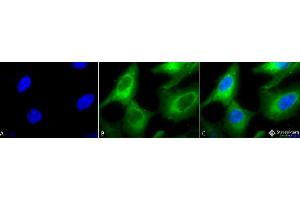 Immunocytochemistry (ICC) image for anti-Heat Shock Protein 90 (HSP90) antibody (ABIN361823)