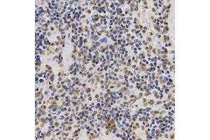 Immunohistochemistry (IHC) image for anti-Histone 3 (H3) (H3K36me3) antibody (ABIN3016039) (Histone 3 抗体  (H3K36me3))