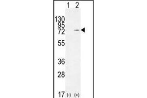 Western blot analysis of NCL (arrow) using rabbit polyclonal NCL Antibody (Center ) (ABIN655626 and ABIN2845105). (Nucleolin 抗体  (AA 428-455))