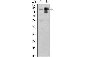 Western blot analysis using UBE1L mouse mAb against Raji (1) and THP-1 (2) cell lysate.