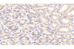 Detection of PK2 in Mouse Stomach Tissue using Polyclonal Antibody to Prokineticin 2 (PK2) (PROK2 抗体  (AA 30-118))