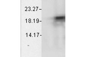 Western Blot analysis of Bovine cell lysates showing detection of Alpha B Crystallin protein using Mouse Anti-Alpha B Crystallin Monoclonal Antibody, Clone 1A7. (CRYAB 抗体  (Atto 488))