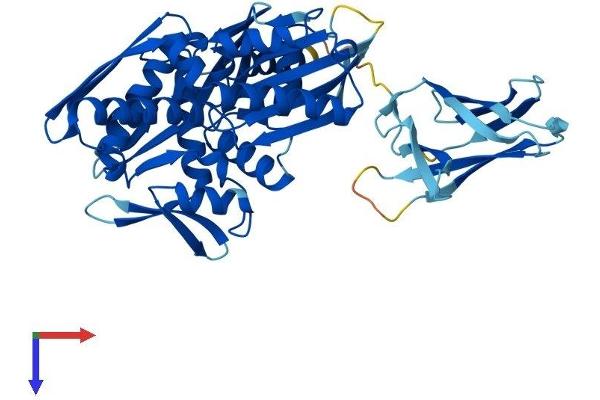 HSPA14 Protein (AA 1-509) (His tag)