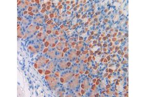 IHC-P analysis of stomach tissue, with DAB staining. (Coagulation Factor V 抗体  (AA 1776-2028))