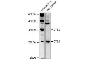 Western blot analysis of extracts of various cell lines, using CTSS antibody (ABIN3015658, ABIN3015659, ABIN3015660 and ABIN6219007) at 1:500 dilution. (Cathepsin S 抗体  (AA 115-331))