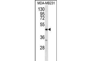 AGER Antibody  (ABIN389028 and ABIN2839245) western blot analysis in MDA-M cell line lysates (35 μg/lane). (RAGE 抗体  (C-Term))