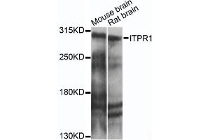 Western blot analysis of extracts of various cell lines, using ITPR1 antibody (ABIN6293225) at 1:1000 dilution. (ITPR1 抗体)