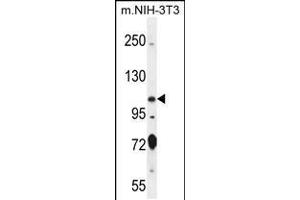 Western blot analysis in mouse NIH-3T3 cell line lysates (35ug/lane). (NSP5 抗体  (AA 705-733))