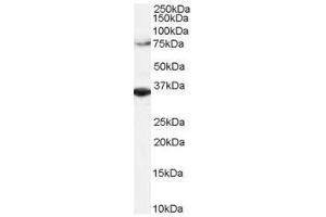 Image no. 1 for anti-Origin Recognition Complex, Subunit 3 (ORC3) (C-Term) antibody (ABIN374085) (ORC3 抗体  (C-Term))