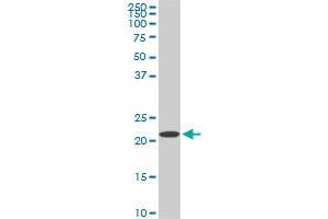 Western Blotting (WB) image for anti-Ribosomal Protein S7 (RPS7) (AA 95-194) antibody (ABIN562725)
