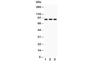 Western Blotting (WB) image for anti-Cullin 1 (CUL1) (N-Term) antibody (ABIN3030576)