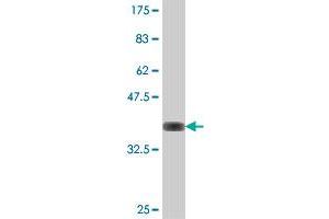 Western Blot detection against Immunogen (37. (ISYNA1 抗体  (AA 331-430))