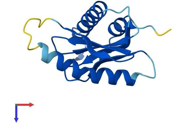 TRAPPC2L Protein (AA 1-139) (His tag)