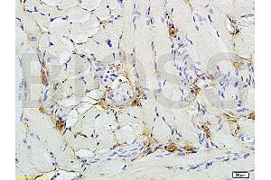 Formalin-fixed and paraffin embedded rat kidney tissue labeled with Anti-phospho-Nrf2 (Ser40) Polyclonal Antibody (ABIN676673), Unconjugated 1:200 followed by conjugation to the secondary antibody and DAB staining (NRF2 抗体  (pSer40))