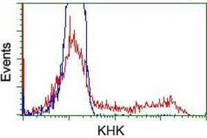 Image no. 3 for anti-Ketohexokinase (KHK) antibody (ABIN1499021) (Ketohexokinase 抗体)
