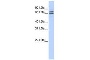 Image no. 1 for anti-Poly(A) Polymerase gamma (PAPOLG) (C-Term) antibody (ABIN6740704) (PAPOLG 抗体  (C-Term))