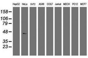Image no. 3 for anti-Chromobox Homolog 8 (CBX8) (AA 1-260) antibody (ABIN1490661)