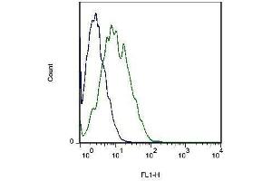 Mouse cells probed with Rabbit Anti-MOT8/SLC16A2 Polyclonal Antibody . (SLC16A2/MCT8 抗体  (AA 101-200))