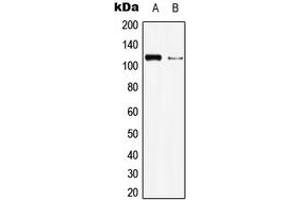 Western blot analysis of BMPR2 expression in HEK293T (A), Raw264. (BMPR2 抗体  (N-Term))