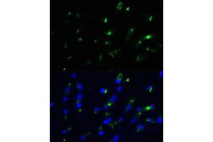 Immunofluorescence (IF) image for anti-Enolase 1 (ENO1) (AA 1-434) antibody (ABIN3021300)