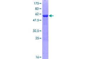 Image no. 1 for NP (AA 1-289) protein (GST tag) (ABIN1312836) (NP (AA 1-289) protein (GST tag))