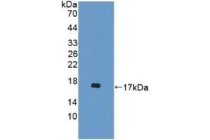 Detection of Recombinant DDT, Mouse using Polyclonal Antibody to D-Dopachrome Tautomerase (DDT) (DDT 抗体  (AA 2-118))