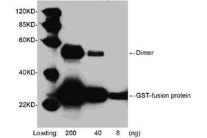 Western blot analysis of GST fusion protein using 1 µg/mL Goat Anti-GST-tag Polyclonal Antibody (ABIN398846) The signal was developed with LumiSensorTM HRP Substrate Kit (ABIN769939) (GST 抗体  (HRP))