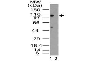 Western blot analysis of Importin-11 in HeLa lysate in the 1) absence and 2) presence of immunizing peptide. (Importin 11 抗体  (AA 1-50))