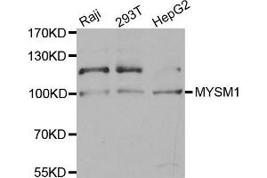 Western blot analysis of extracts of various cell lines, using MYSM1 antibody.