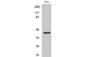 Western Blotting (WB) image for anti-cAMP Responsive Element Binding Protein 1 (CREB1) (pSer142) antibody (ABIN3182733) (CREB1 抗体  (pSer142))