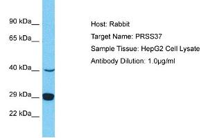Host: Rabbit Target Name: PRSS37 Sample Type: HepG2 Whole Cell lysates Antibody Dilution: 1. (PRSS37 抗体  (N-Term))