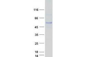 Western Blotting (WB) image for Kaptin (Actin Binding Protein) (KPTN) protein (Myc-DYKDDDDK Tag) (ABIN2723973)