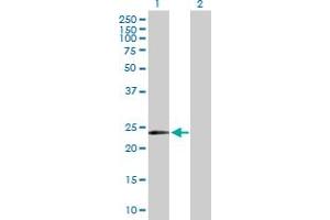 Western Blot analysis of MYCL1 expression in transfected 293T cell line by MYCL1 MaxPab polyclonal antibody.