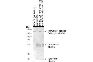 Immunoprecipitation of recombinant human HDAC6 by mouse monoclonal antibodies 178 and 236 using protein G-coated Dynabeads. (HDAC6 抗体)