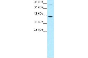 WB Suggested Anti-KIN Antibody Titration: 0. (KIN 抗体  (Middle Region))