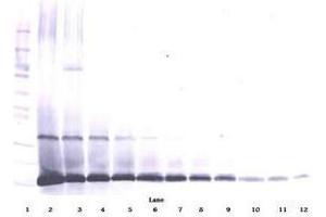 Image no. 1 for anti-Interleukin 7 (IL7) antibody (ABIN465862) (IL-7 抗体)