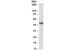 Western blot testing of human cerebellum lysate with GPR83 antibody at 1ug/ml. (GPR83 抗体)