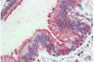 Anti-SLC44A2 antibody  ABIN1049339 IHC staining of human lung, respiratory epithelium. (SLC44A2 抗体  (Internal Region))