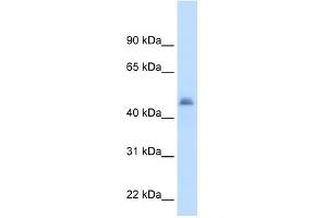 CYP3A7 antibody used at 2.