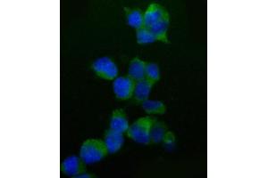 IF analysis of Caspase-9/Casp9 using anti-Caspase-9/Casp9 antibody (ABIN7600418).